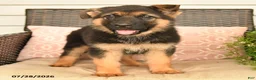 German Shepherd dogs for sale: Snickers - Ad 4
