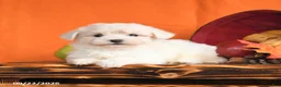 Maltese dogs for sale: Ocean - Ad 4