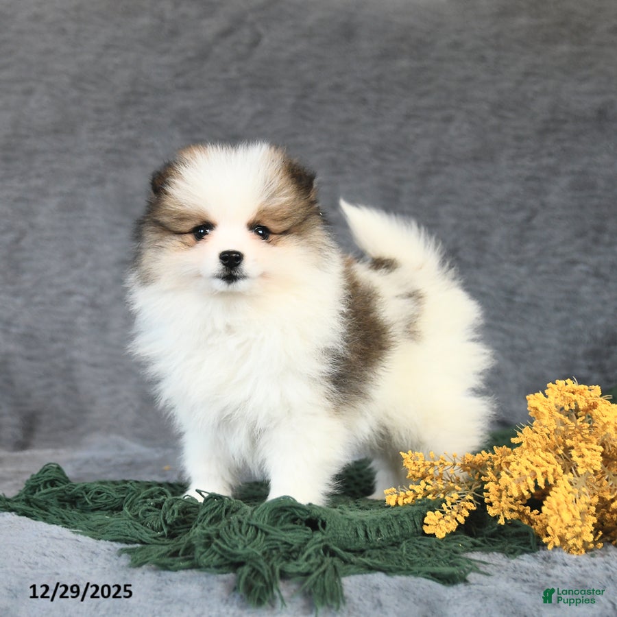 Pomeranian dogs Espresso - Ad 27