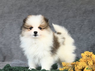 Pomeranian dogs Espresso - Ad 27