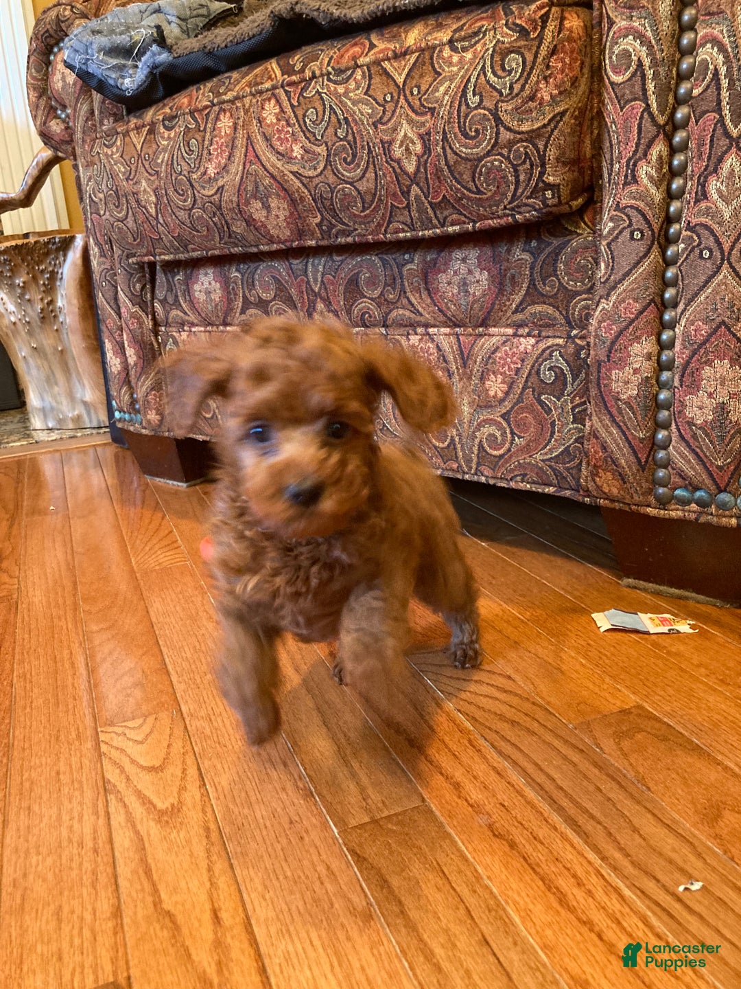 Toy Poodle dogs for sale: Toy Poodle Puppy 2 - Ad 1