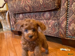 Toy Poodle dogs Toy Poodle Puppy 2 - Ad 37