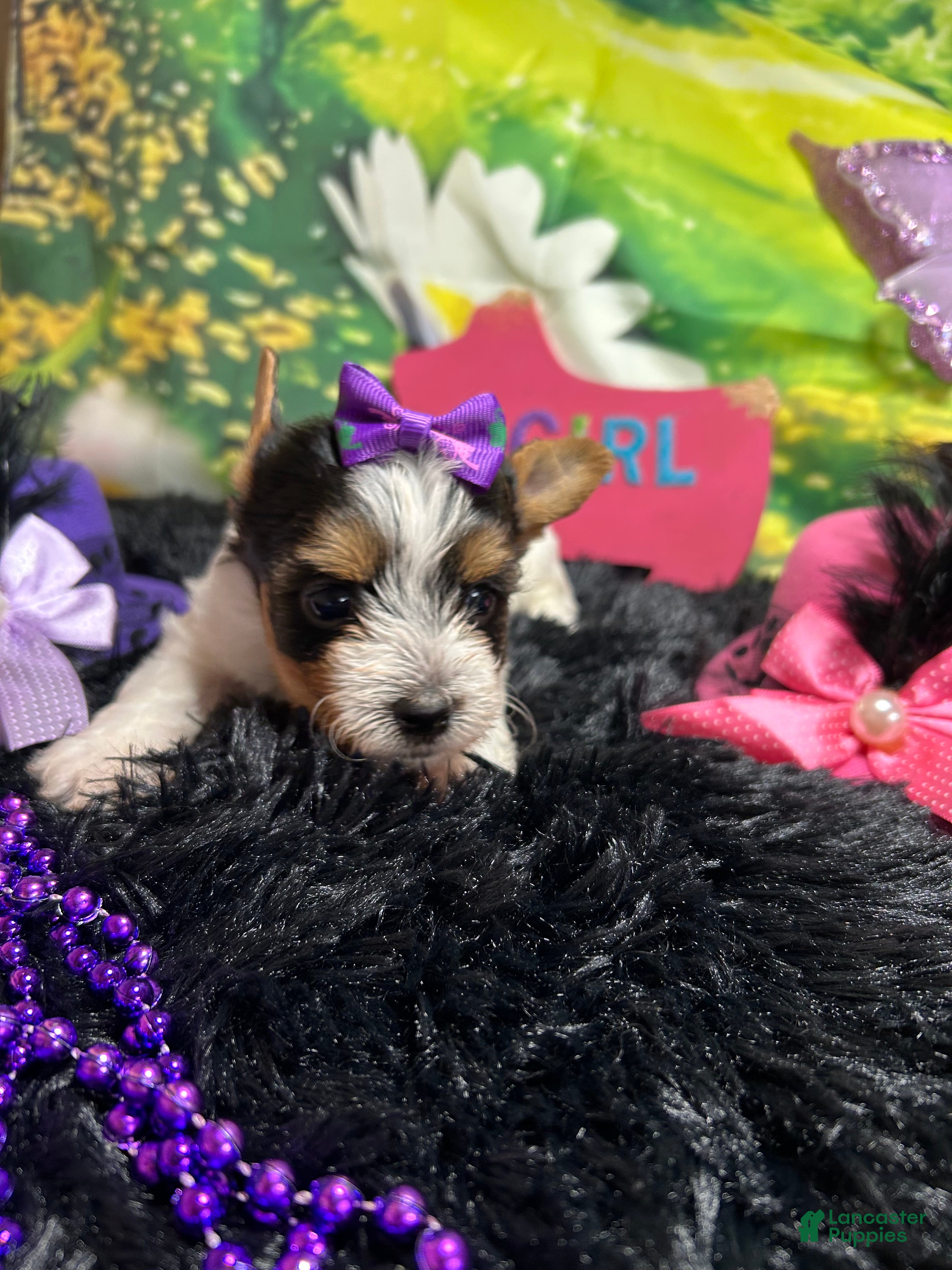 Yorkshire Terrier dogs Yorkshire Terrier Puppy 3 - Ad 11