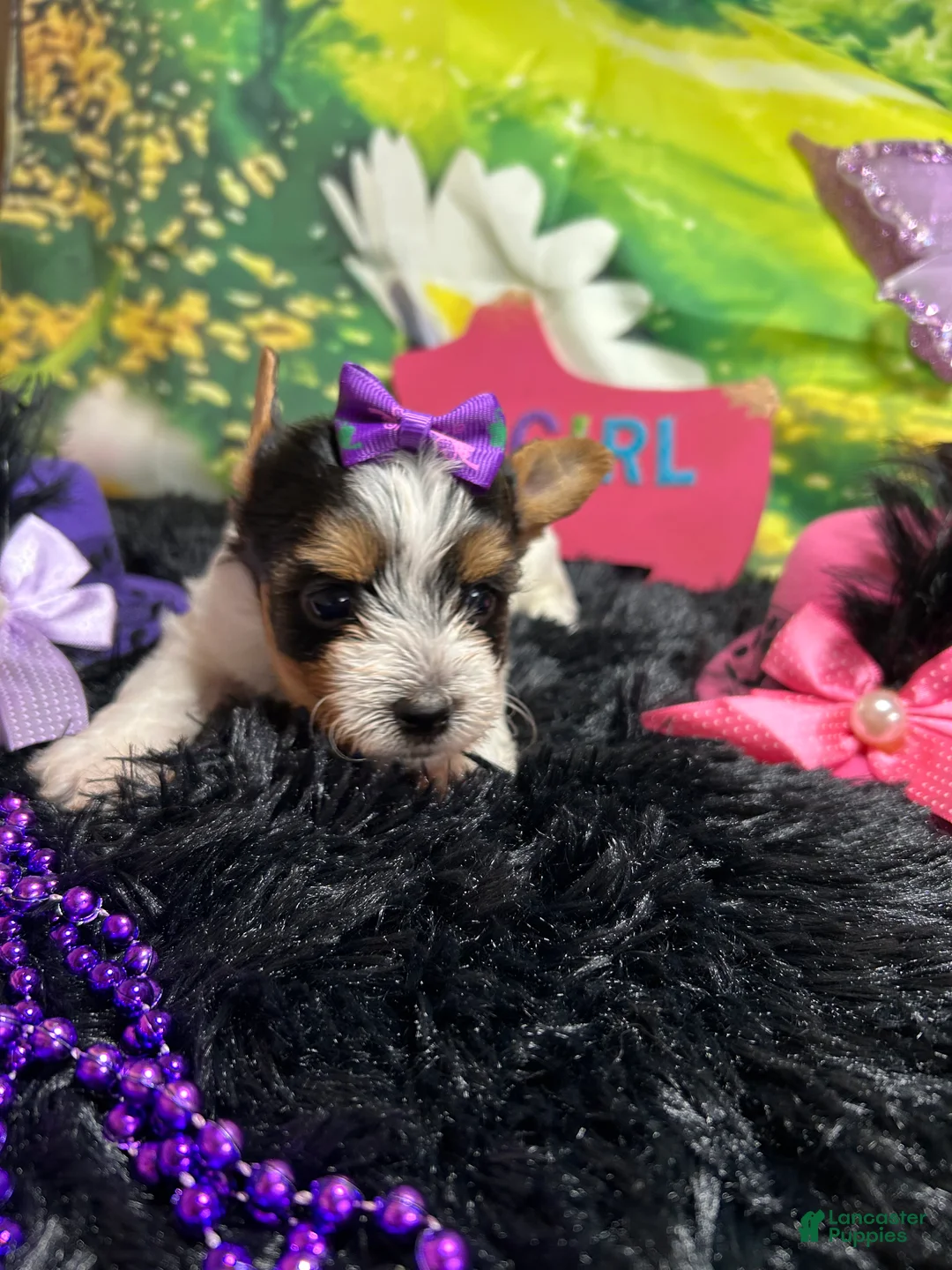 Yorkshire Terrier dogs for sale: Yorkshire Terrier Puppy 3 - Ad 1