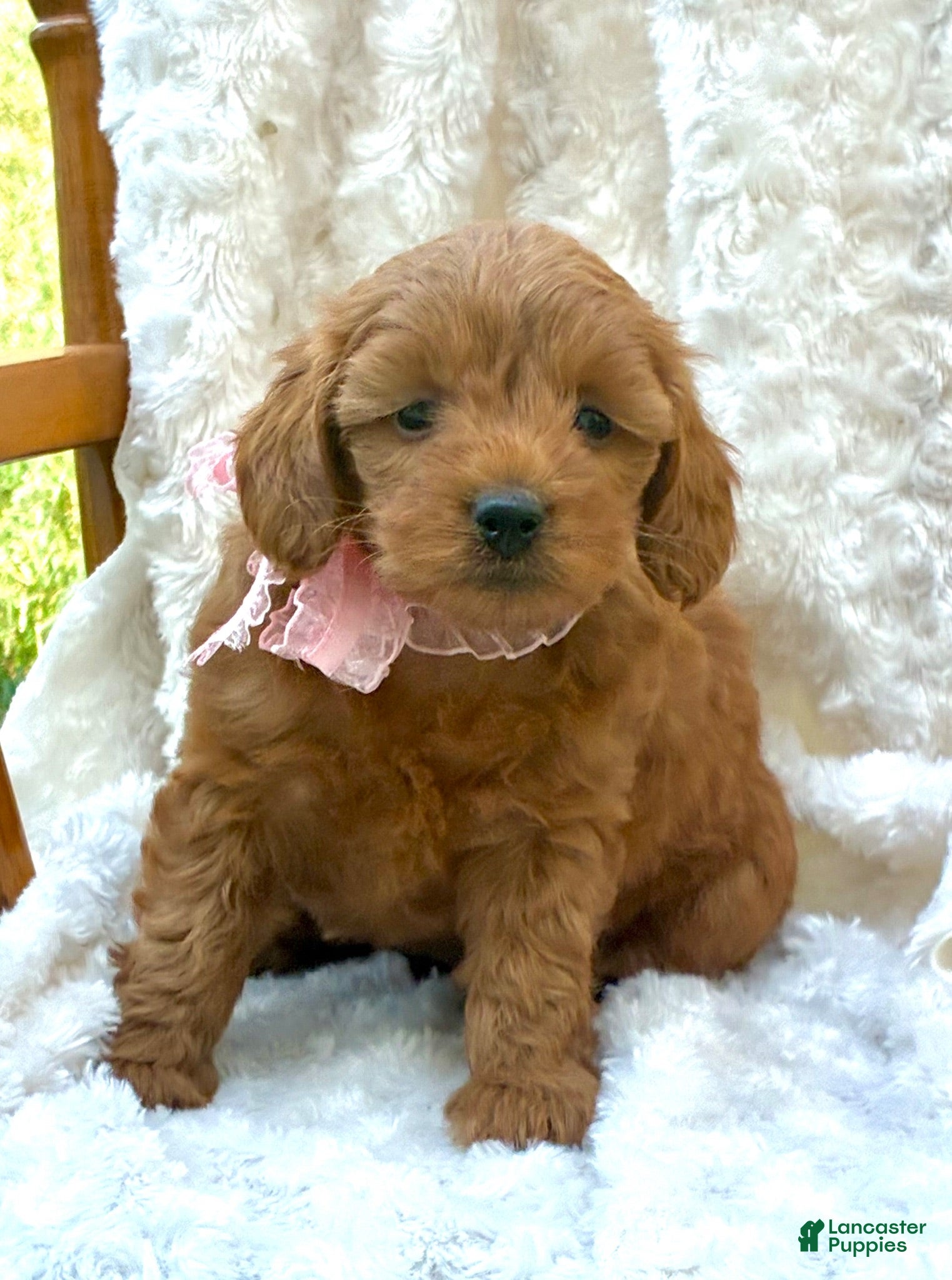 Mini Goldendoodle dogs Navy - Ad 30