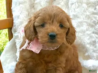 Mini Goldendoodle dogs Navy - Ad 30