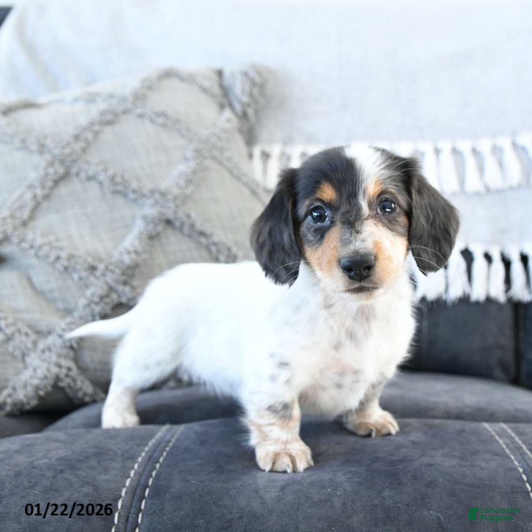 Miniature Dachshund dogs for sale: Lacey - Ad 3