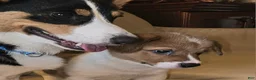 Mixed Breed dogs for sale: Orpheus - Ad 27