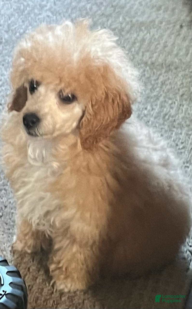 Toy Poodle dogs for sale: Toy Poodle Boy - Ad 2