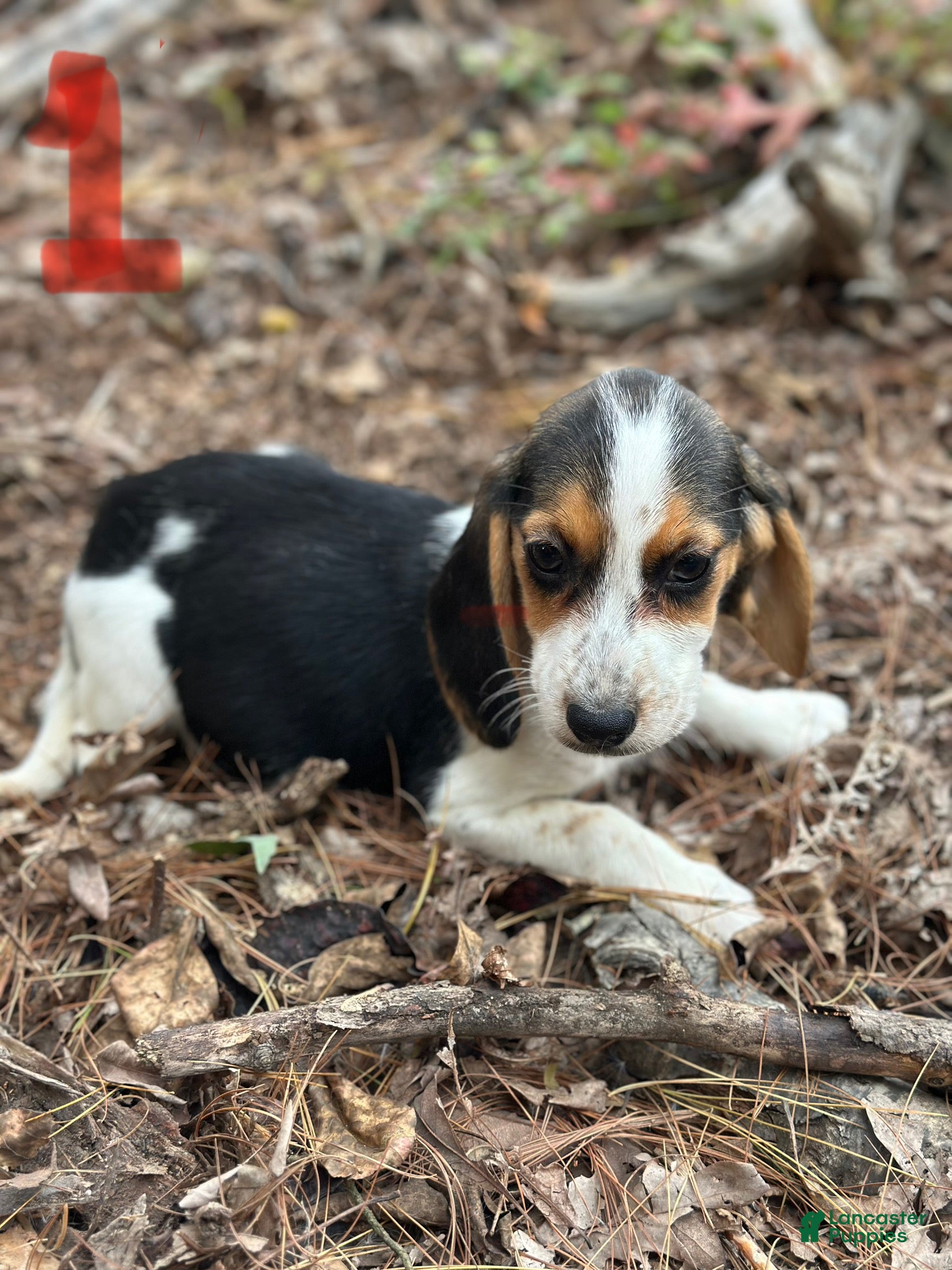 Beagle dogs Beagle Puppy 1 - Ad 5