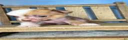 Mixed Breed dogs for sale: Little Henry  - Ad 7