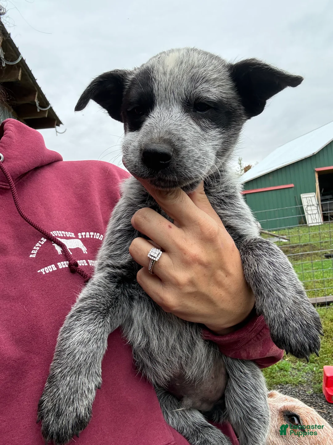 Australian Cattle Dog dogs for sale: Jake - Ad 2