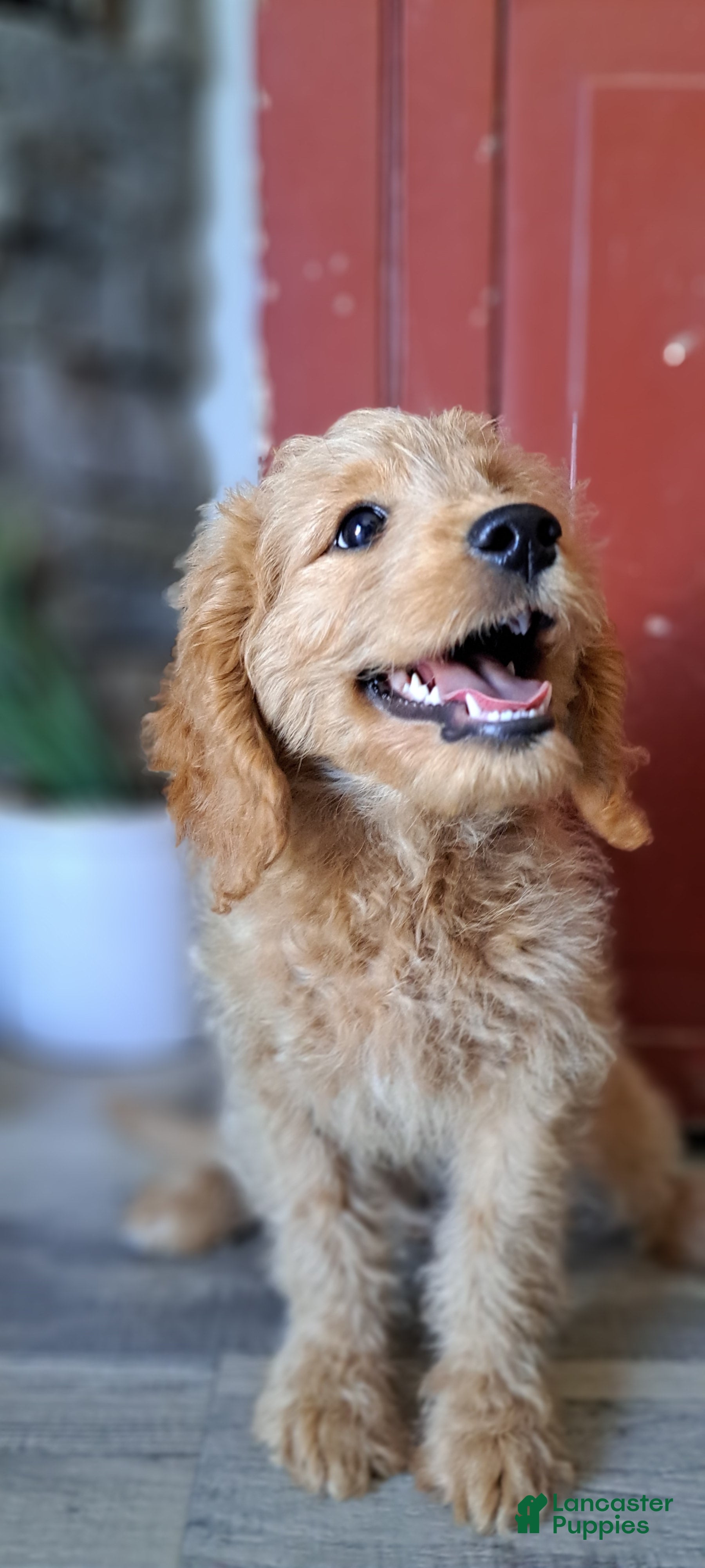 Mini Goldendoodle dogs Skya - Ad 2
