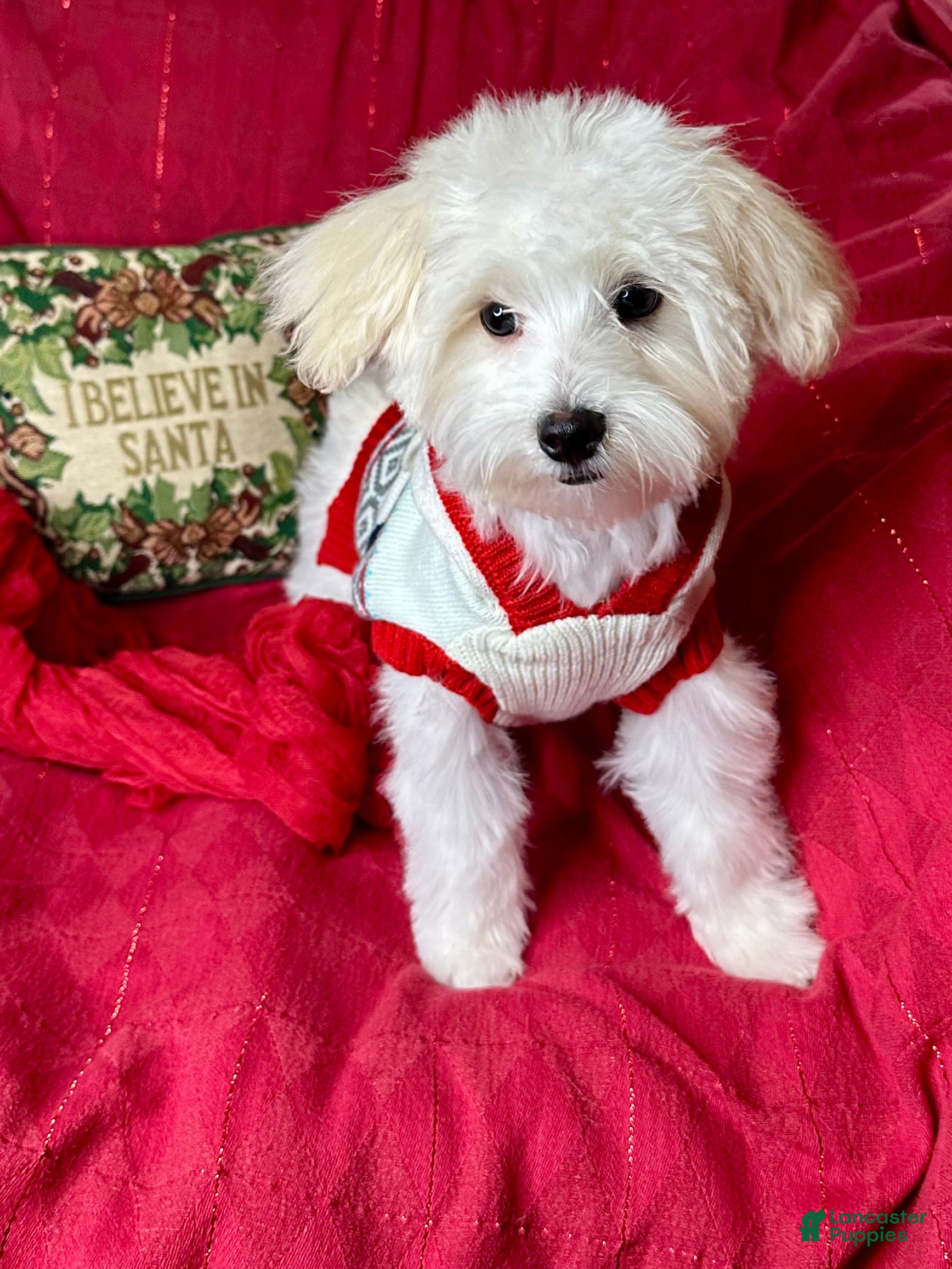 Maltese dogs Little man  - Ad 23