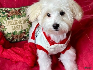 Maltese dogs Little man - Ad 11