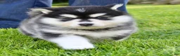 Pomsky dogs for sale: Pansy - Ad 4
