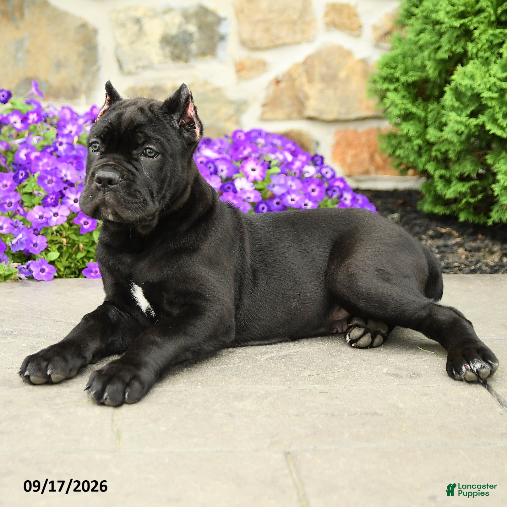 Cane Corso dogs Caesar - Ad 2