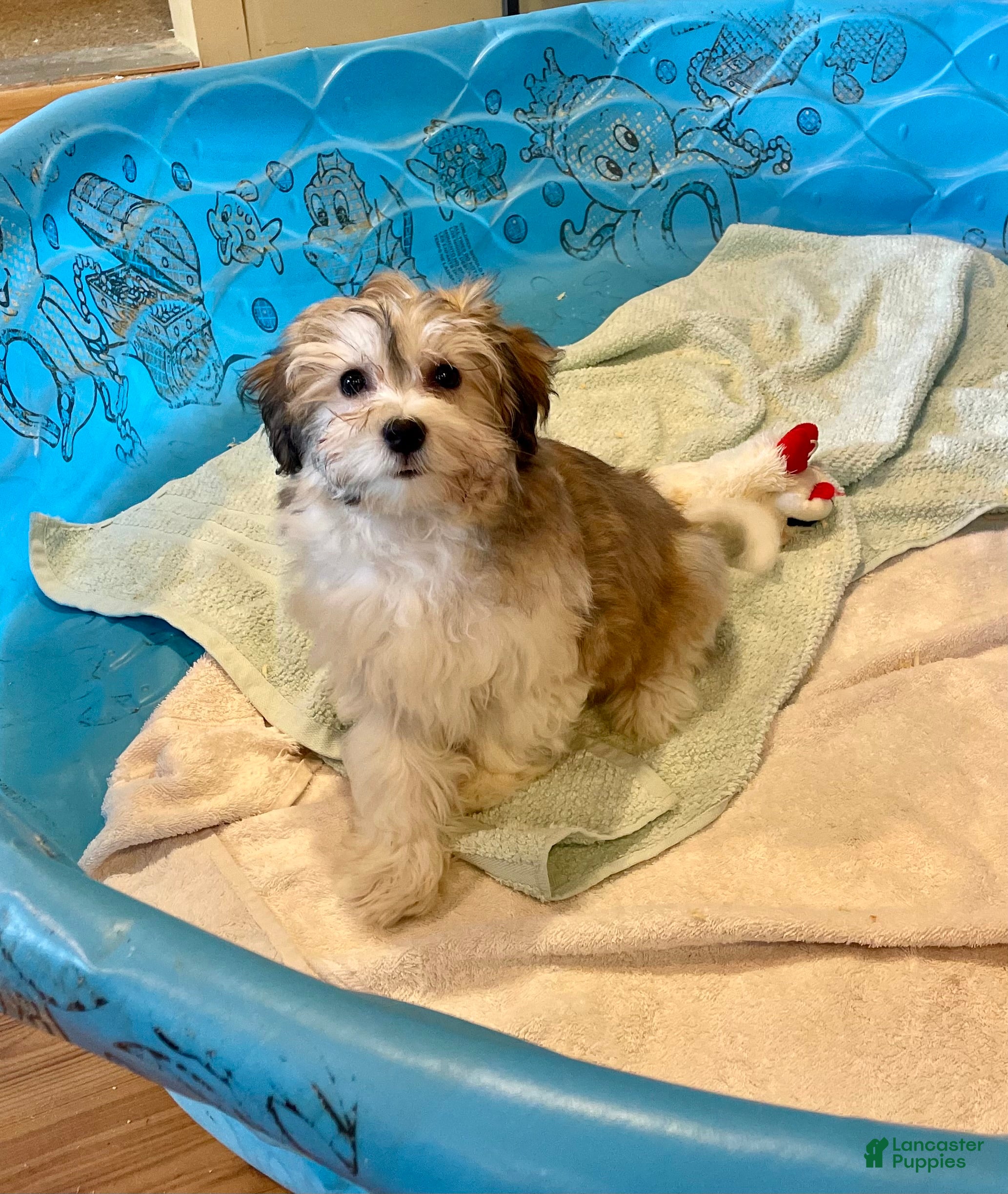 Mixed Breed dogs Sierra - Ad 34