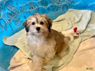 Mixed Breed dogs Sierra - Ad 34