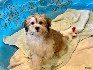 Mixed Breed dogs Sierra - Ad 32