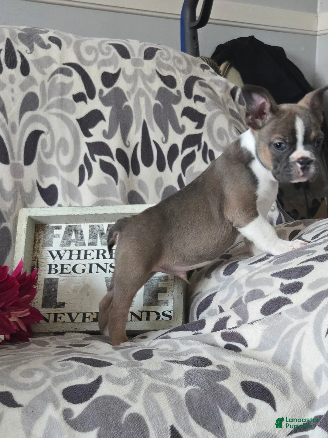 Frenchton dogs for sale: Bruiser - Ad 2