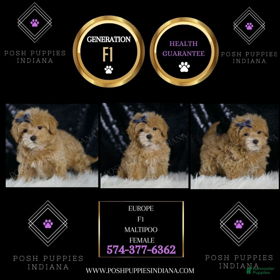 Maltipoo dogs Europe - Ad 2