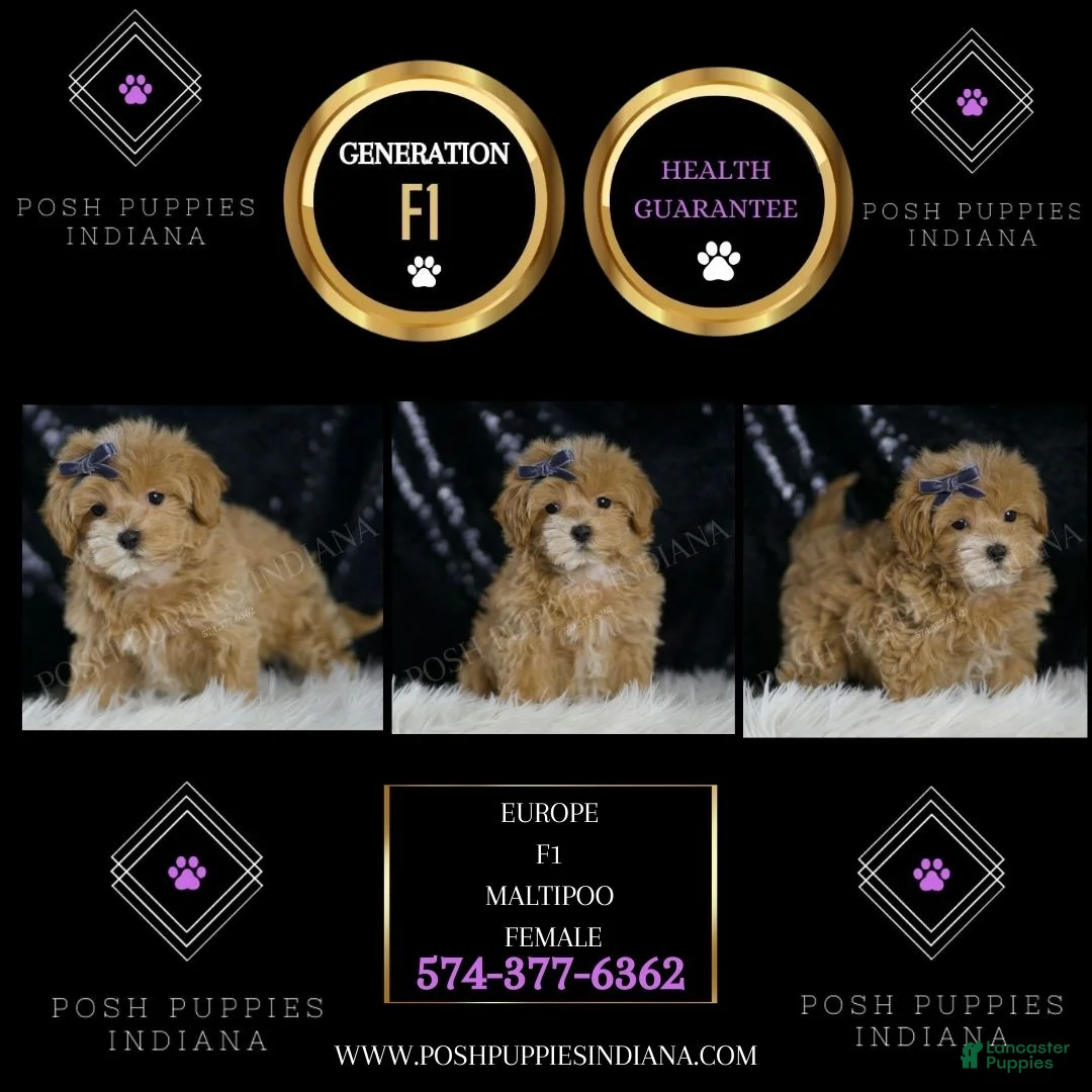 Maltipoo dogs for sale: Europe - Ad 2