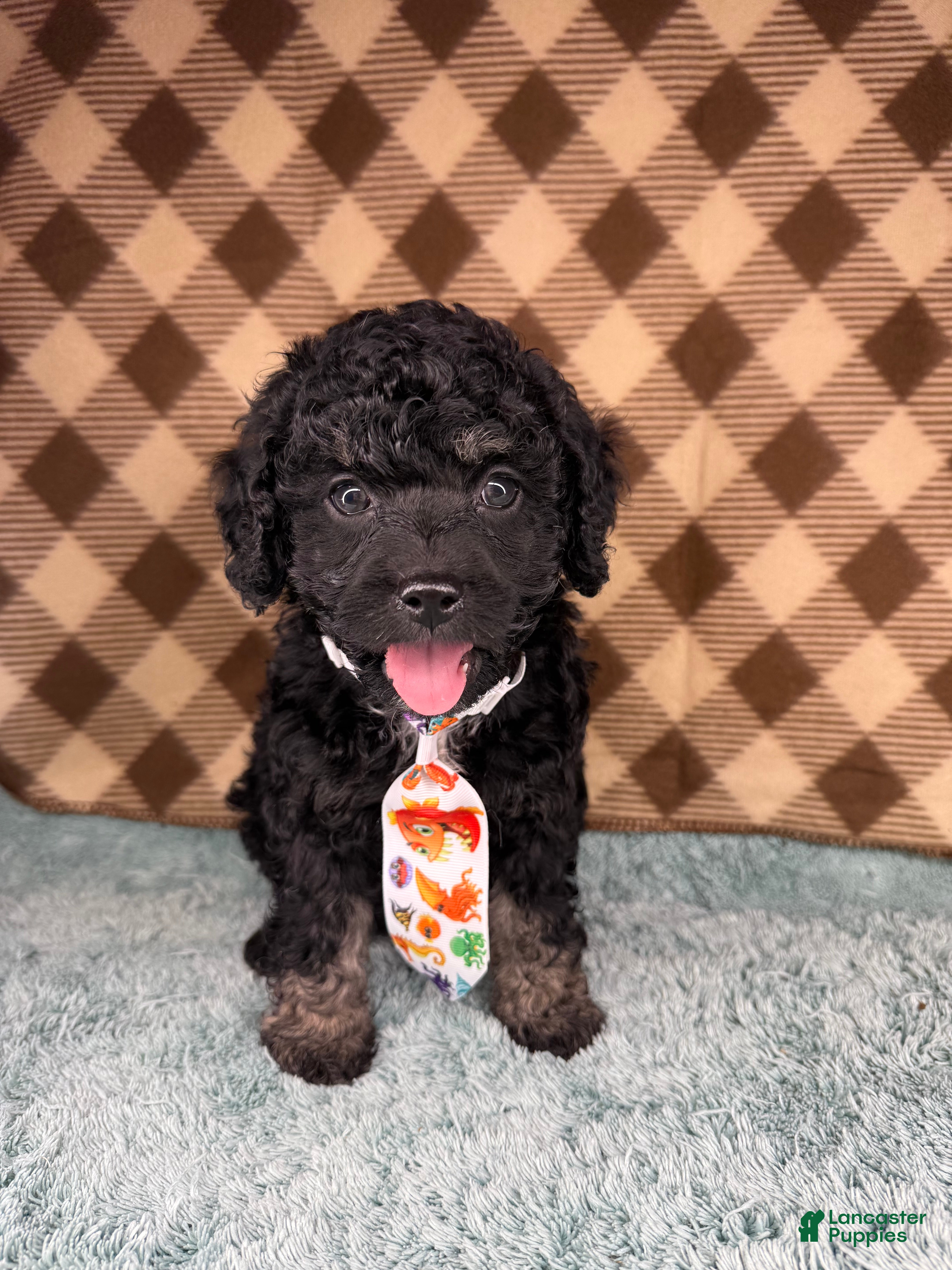 Cockapoo dogs Teddy - Ad 3
