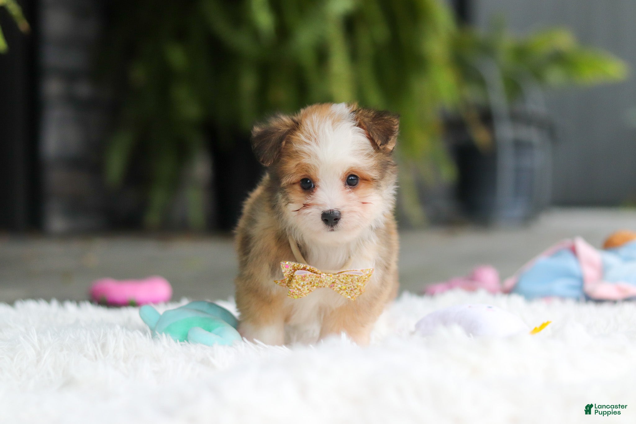 Mixed Breed dogs Scout  - Ad 2