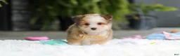 Mixed Breed dogs for sale: Scout  - Ad 2
