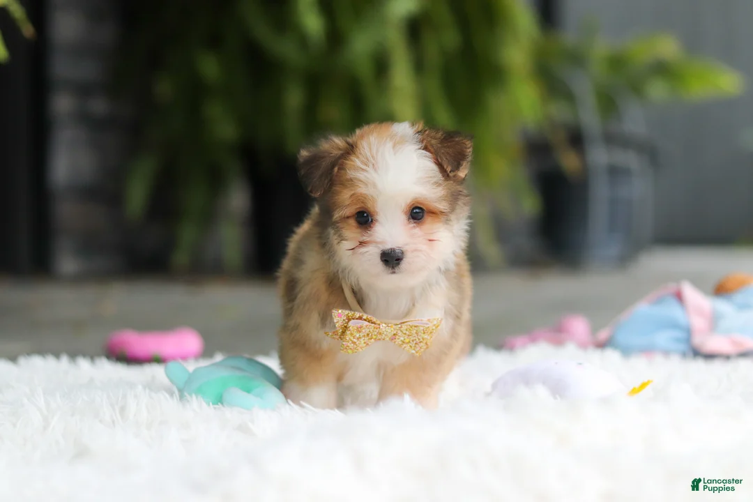 Mixed Breed dogs for sale: Scout  - Ad 2