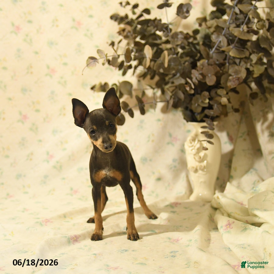Miniature Pinscher dogs Doretta - Ad 1
