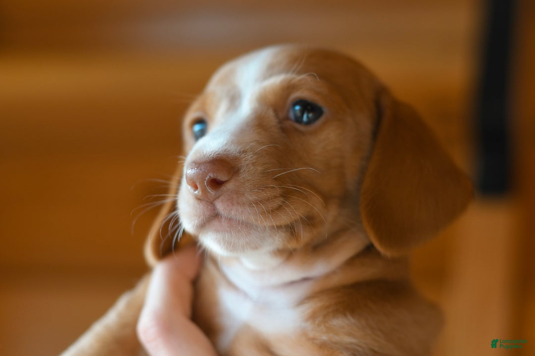 Dachshund dogs for sale: Autumn - Ad 3