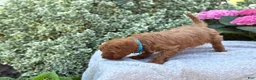 Toy Poodle dogs for sale: Parker - Ad 10