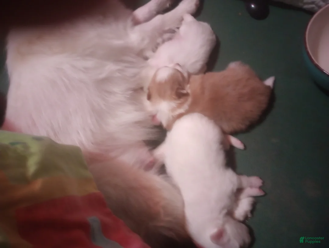 Pomchi dogs for sale: Pomchi 2 - Ad 2