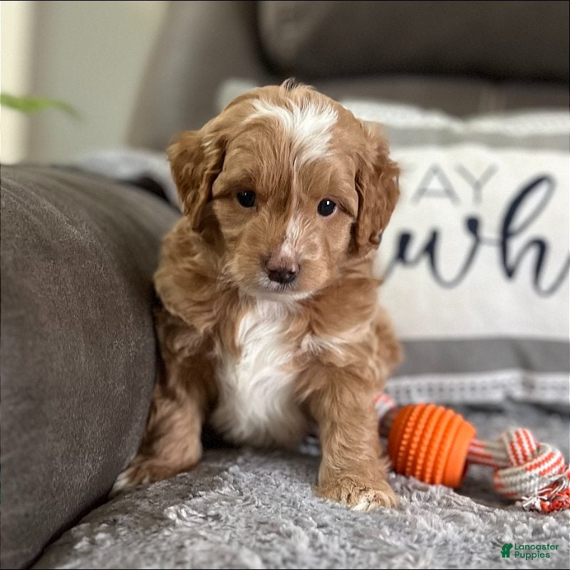 Goldendoodle dogs Kilo (Miniature Boy) - Ad 24