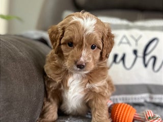 Mini Goldendoodle dogs Kilo (Miniature Boy) - Ad 23