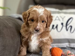 Mini Goldendoodle dogs Kilo (Miniature Boy) - Ad 24