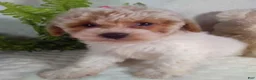Bichpoo dogs for sale: Jackie  - Ad 5