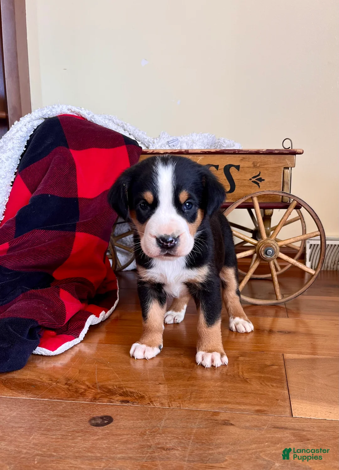 Greater Swiss Mountain Dog dogs for sale: Vader❤️🐾AKC Hip Cert 🐾Call 717-859-8731 - Ad 2
