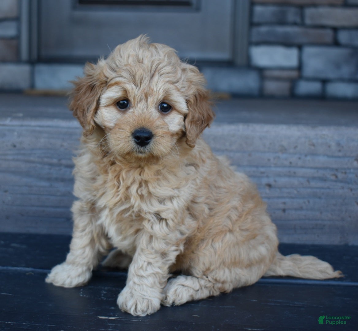 Mini Goldendoodle dogs Hazel - Ad 1