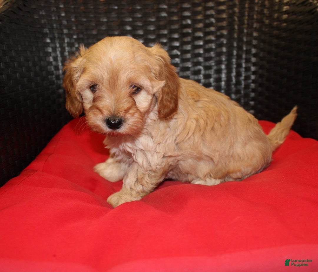 Cavapoo dogs for sale: Rudolph  - Ad 10