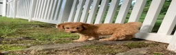 Goldendoodle dogs for sale: Miles-Male - Ad 5