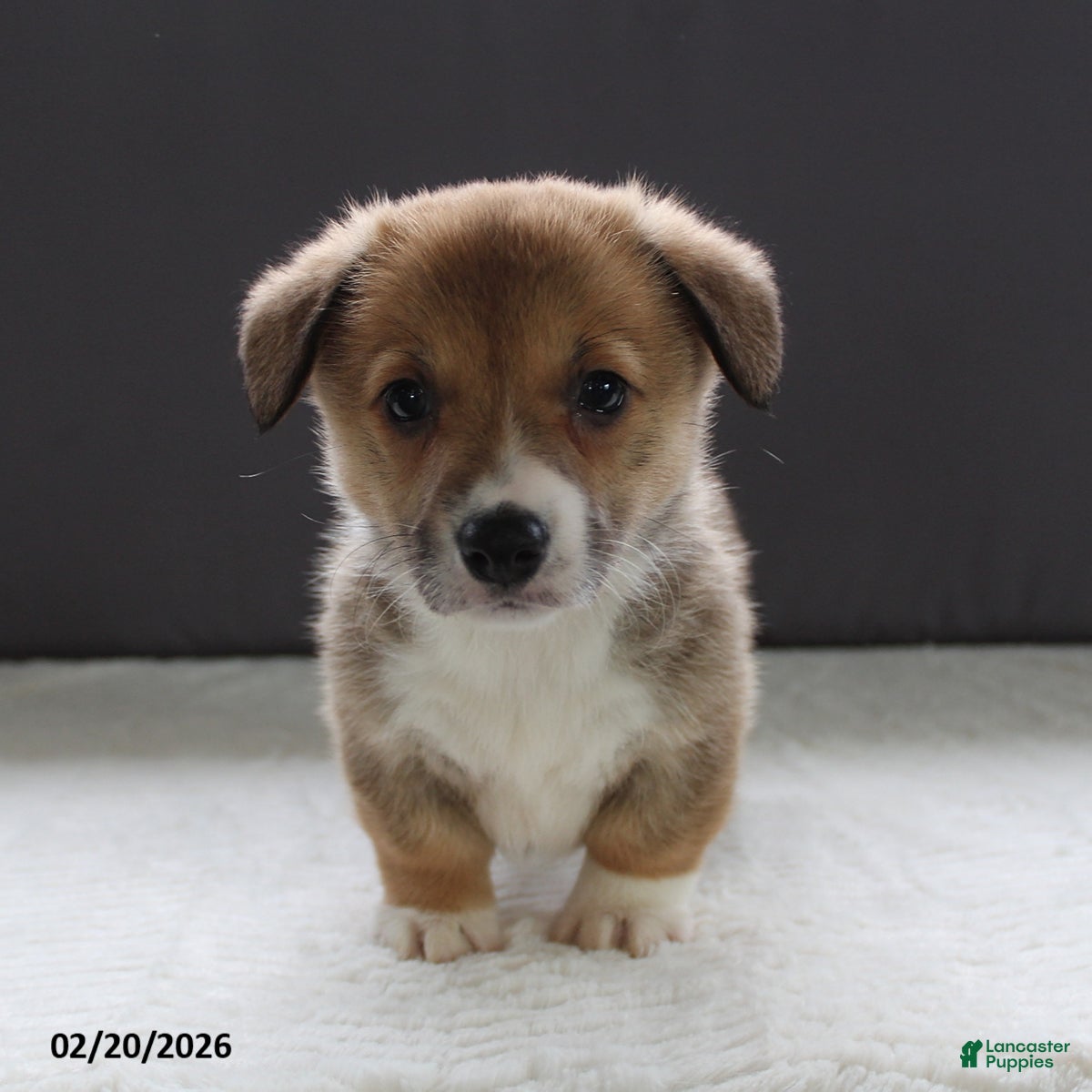 Welsh Corgi Pembroke dogs Jenna - Ad 2