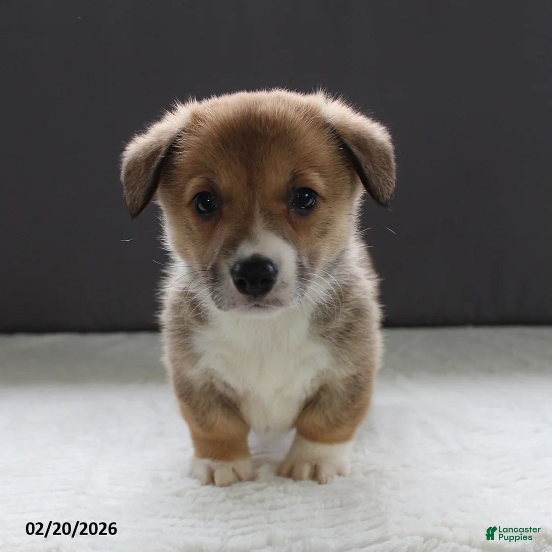 Welsh Corgi Pembroke dogs for sale: Jenna - Ad 2