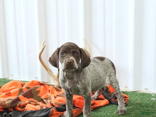 German Shorthaired Pointer dogs - Ad 8