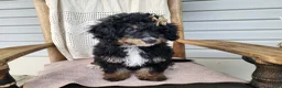Mini Bernedoodle dogs for sale: Karly - Ad 13