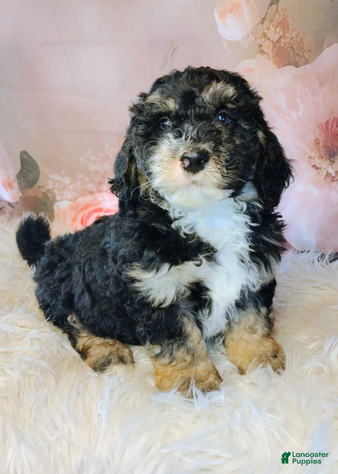 Saint Berdoodles dogs for sale: Frodo F1b Mini St Berdoodle  - Ad 1