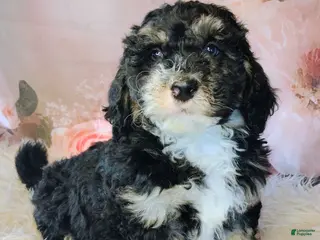 Saint Berdoodles dogs for sale: Frodo F1b Mini St Berdoodle - Ad 3