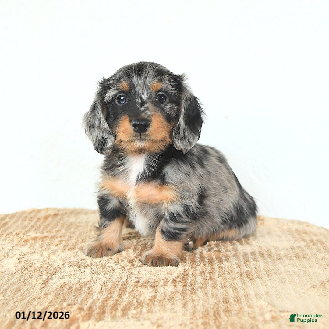 Miniature Dachshund dogs for sale: Dexter - Ad 2